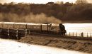 Bittern-11.jpg