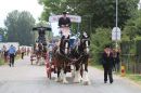 Clydesdale_Draft_Horse_.jpg