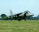 HARRIER.jpg