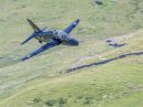 Hawk-1.JPG