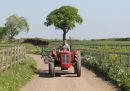 Massey_Ferguson_MF35_1964_.jpg