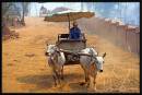 Oxen-Cart.jpg