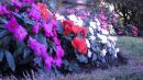 0005_PROGRAM_WHITE_BALANCE_-_KELVIN_4960_TINT_6.jpg