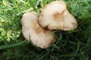 002_Fungi.jpg