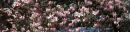 002_S3_C_WORKED_from_RAW_UMBER_on_GREY_CARD_1_X_4_RATIO.jpg