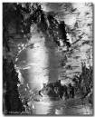 012birchtrunk240108_copy.jpg