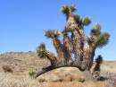 0901-050_Hesperia.JPG
