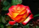 1086927-large.jpg