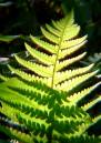 17_06_06_051_rec1.jpg