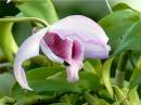 181orchid3.jpg