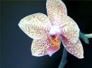 181orchid6.jpg