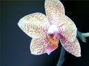 181orchid6.jpg