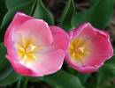 2-pink-flowers.jpg