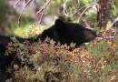 2004_202_Black_Bear_berries_y2.jpg