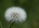 20090103_02196_seedhead.jpg