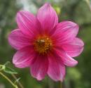 20090201_02777_dahlia_01.jpg