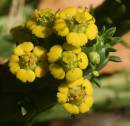 20090624_05263_euphorbia_01.jpg