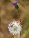 20090706_05428_vernonia_02.jpg
