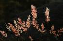 20090722_05804_grassroland_01.jpg