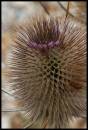 20100810_16557_selsey_01.jpg