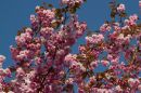 2011_04_19_02381_nantwich_01.jpg