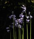 2011_04_22_02487_colehurstwalk_08.jpg