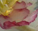 2012-2-18--22a.jpg