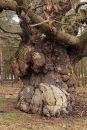 2012_02_11_11817_attingham_02.jpg