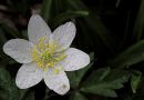 2012_04_08_13117_tvp_woodanenome_39.JPG