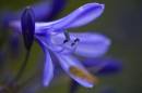 215Q0038_Purple_Flower.jpg