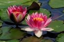 2_Lotus_blossoms_JRG_3539.jpg