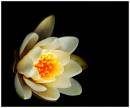 310510_Bodnant_Garden_0854.JPG
