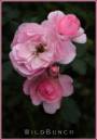 3rose.jpg