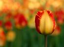 43077468_tulips800IMG_4646.jpg