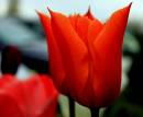 4563262924_c53e942d67_o_tulips.jpg