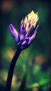 4563487110_0736d0c78c_o_bluebell.jpg