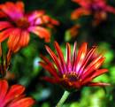 4591710355_5b75b1404e_o_crown_flower_large.jpg