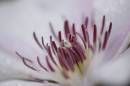 6BK0008_clematis_stamens_with_dewdrops.jpg