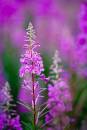 6BK0066_rosebay_willowherb.jpg