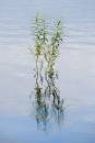 6BK0315_willow_reflections.jpg