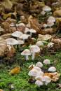 6BK0709_early_fungi.jpg