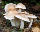 6BK0714_fairy_halls.jpg