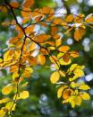 6BK0752_backlit_beech_in_autumn_2.jpg