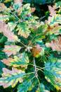 6BK0764_autumn_oak.jpg