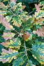 6BK0764_autumn_oak_reworked.jpg