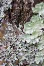 6BK0775_lichen_glendalough.jpg