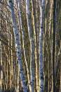 6BK0842_Bare_birches.jpg