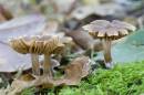 /gallery/data/505/thumbs/6BK0884_fungi_on_wood_floor.jpg