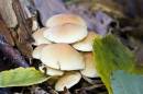 6BK0893_fungi_in_leaf_litter.jpg