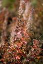 6BK0913_autumn_rosebay.jpg
